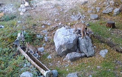 Yaban hayatı için yaptırılmıştı. Nadir 2 yavru yalağın çevresinde fotokapana yakalandı - Resim : 1