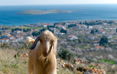 Datça'da 'mavi dil hastalığı' karantinası - Resim : 1