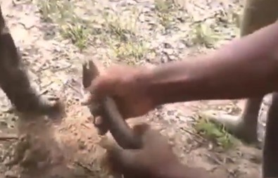 Ellerindeki kazmayla çorak toprağı kazdılar. Toprağın içinden çıkanı görenler gözlerine inanamadı. Topraktan canlı balık çıktı - Resim : 1