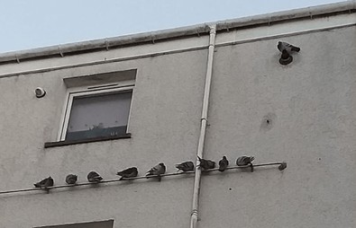 Musluğundan günlerdir siyah su akan adamın çağırdığı ekipler depodaki toplu hayvan ölümünü görünce dışarı kaçtı - Resim : 1