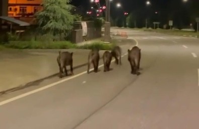Rize'nin o ilçesinde gece vakti 5 tanesi doğanın içinden çıkıp geldi. Bir olsun birbirlerinden ayrılmayan sürü, geldikleri gibi gitti. Kalan görüntüleri oldu - Resim : 1