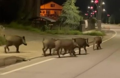 Rize'nin o ilçesinde gece vakti 5 tanesi doğanın içinden çıkıp geldi. Bir olsun birbirlerinden ayrılmayan sürü, geldikleri gibi gitti. Kalan görüntüleri oldu - Resim : 2