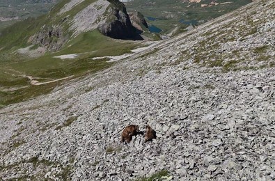 Devasa canlı bu kez yavruları ile görüntülendi! Turistler o anları anbean kayda aldı - Resim : 1