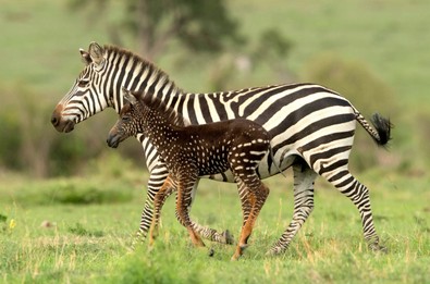 Doğa fotoğrafçısının çektiği nadir görülen zebra fotoğrafı şaşkına çevirdi... Ancak uzmanlar onun hakkında kötü haberi verdi - Resim : 1