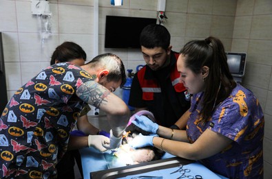 Sahilde acı içinde kıvranırken bulundu. Ayağına olta kancasının takıldığı anlaşılan hayvanı kurtarmak için hemen ekiplere haber verdiler - Resim : 1
