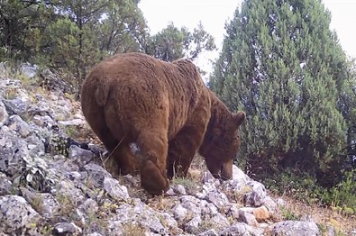 Bursa'da ormanın içine yetkililer tarafından kurmuştu. Hepsinin tek tek kameraya yakalandığı görüldü - Resim : 2