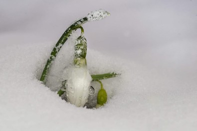 Bunu yapan yandı! Koparmanın cezası 80 bin lira - Resim : 1