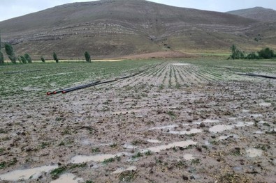 Bayburt'ta meydana gelen dolu yağışının ardından korkunç manzara ortaya çıktı! Yaklaşık 4.000 dekar alan - Resim : 1