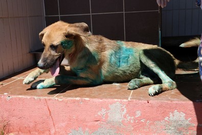 Sokak köpeğinin karnına jiletle 'it' yazmışlar - Resim : 1