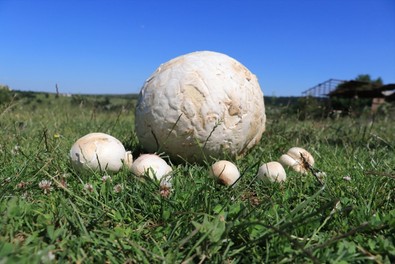 Yer: Kastamonu... Futbol topu sandı, bakın ne çıktı! - Resim : 2
