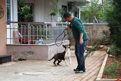 Dört saatlik 'Pitbull' esareti! Apartmana kimse giriş-çıkış yapamadı - Resim : 1