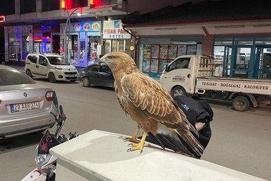 Hayvanlarını otlatmak için götürmüştü, bir kenarda bitkin halde buldu. Çantasına attığı gibi evine götürdü. Bitkin hayvanı hayata döndürdü - Resim : 1