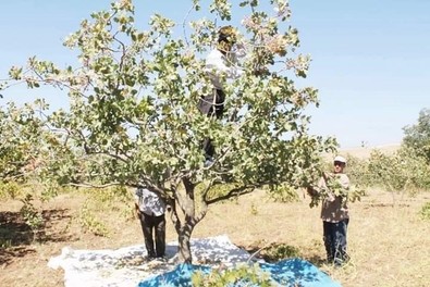 Dolu ve yağışlar fıstık üretimini olumsuz etkiledi, üretici mutsuz... - Resim : 1