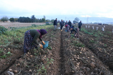 Türkiye'nin bütün bölgelerine Sandıklı'dan patates gidiyor. Bu yıl ikinci dönem ekimi yapılan patateslerin hasadında sona gelindi - Resim : 1