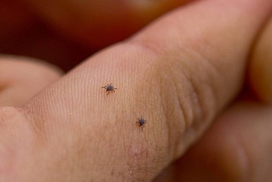 Yazlık evindeki serada kan emiciyi keşfeden kadın, ilk resmi vaka olarak kayıtlara geçti. Bölgede insanlara ve evcil hayvanlara saldırmaya başladı. Aman dikkat - Resim : 1