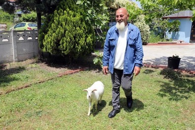 Sakarya'da 2 aylık kuzusuna yavrusu gibi bakıyor - Resim : 1
