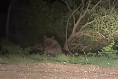 Sinop'ta şehre inen ayı, objektiflere poz verdi - Resim : 2