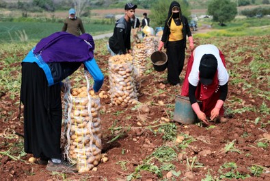 Erzincan'ın meşhur patatesi için hasat zamanı geldi - Resim : 1