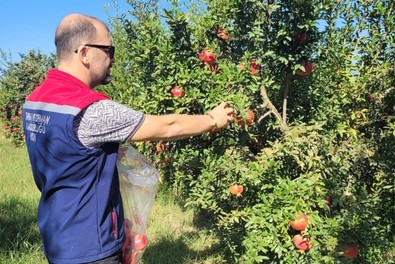 Aydın'da nar hasadı öncesi numune çalışmaları başladı - Resim : 1