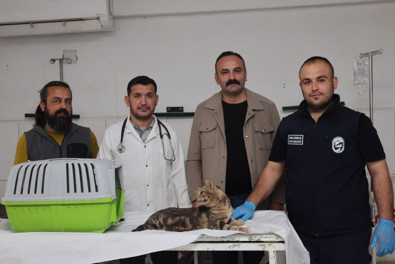 Hatay'da sosyal medyada üzerinden paylaşılan hayvan için ekipler harekete geçti - Resim : 2