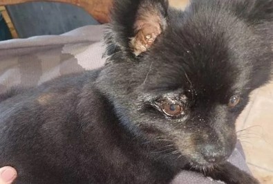 Dev piton köpeği canlı canlı yutacakken bir mucize gerçekleşti! - Resim : 1