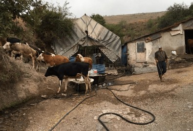 Siz siz olun ineklerinize bunları yedirmeyin. Otlamaya çıkınca bulduklarını yediler. Ortadan ikiye çatlayıp telef oldular - Resim : 2