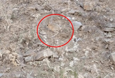 Tunceli ve Karaman'dan sonra bu sefer Bingöl'de görüldü. Dünyada kırmızı listede. Şimdi sırada Elazığ, Malatya ve Şanlıurfa'da Türkiye'nin her yerinde çıkıyor - Resim : 1
