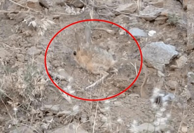 Tunceli ve Karaman'dan sonra bu sefer Bingöl'de görüldü. Dünyada kırmızı listede. Şimdi sırada Elazığ, Malatya ve Şanlıurfa'da Türkiye'nin her yerinde çıkıyor - Resim : 2