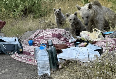 Piknikçilerin kabusu oldular. Bir anda ailecek geldiler, piknikçileri uzaklaştırıp kendileri sofraya kurulup karınlarını doyurdular - Resim : 1