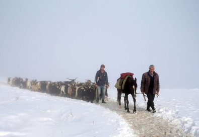 Muş’ta mezrada beslenen hayvanların yemleri bitti! Besiciler kara kış demeden hayvanlarını köye ulaştırdılar - Resim : 2