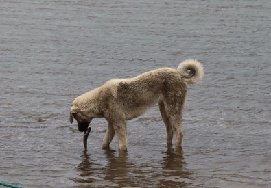 Köpeğin yaptığı hareket herkesi hıçkıra hıçkıra ağlattı - Resim : 1