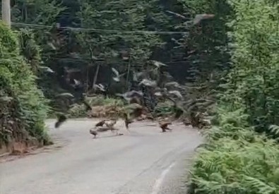 Türkiye'de bir ilk! Rize'de dünyanın en yırtıcı canlılarından oluşan sürü yola indi. Onlarcası bir arada görüntülendi. Daha önce kimse böyle bir şey görmemişti - Resim : 1