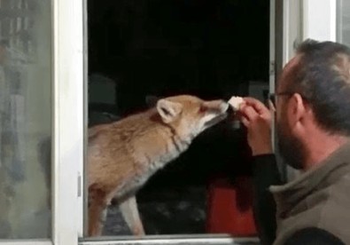 Evinin penceresine bakan maden işçisi gördüğü manzaraya inanamadı! Önce korktu sonra sevmeye başladı - Resim : 1