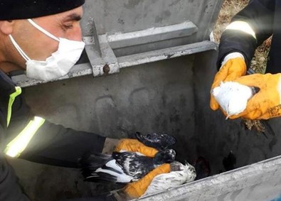 Canlı canlı çöpe atmışlar! Temizlik görevlileri son anda fark etti! - Resim : 1