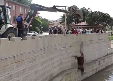 Çorum'da korkunç manzara... İki inek leşi günlerce Kızılırmak'ta kalınca vatandaşlar itfaiye ekiplerine ihbar etti - Resim : 2