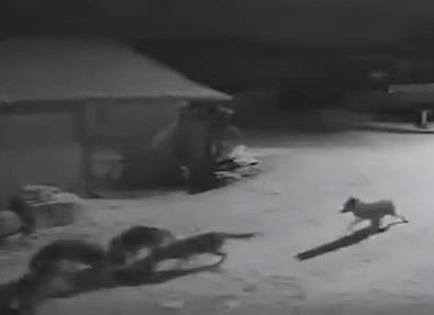 Kastamonu'da sürü halinde inip ahırın içine daldılar! 400 kiloluk ineği tek hamlede telef ettiler - Resim : 1