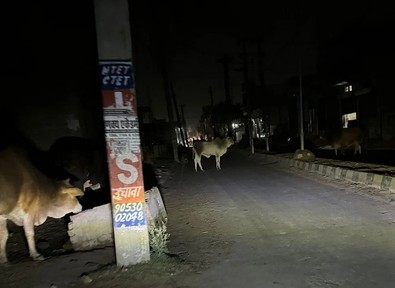 Başıboş ineklerin sayısı giderek artarken halk isyan etti. Özellikle geceleri durum daha da fenalaşıyor. Aniden her yerden çıkıyorlar - Resim : 1
