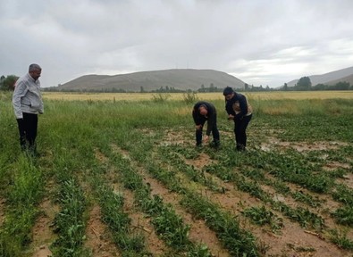 Bayburt'ta meydana gelen dolu yağışının ardından korkunç manzara ortaya çıktı! Yaklaşık 4.000 dekar alan - Resim : 2
