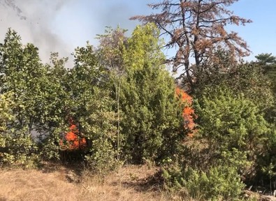 Edirne'de korkutan orman yangını! Ekipler havadan ve karadan müdahale etti - Resim : 1