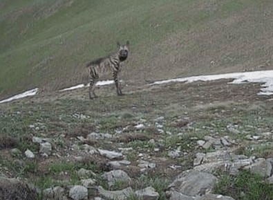 Bingöl’de fotokapanlara renkli görüntüler yansıdı. O görüntüler herkesi mest etti. Aralarında nesli tükenme tehlikesi olan türlerde var - Resim : 1