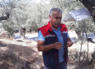 Söke'de zeytin zararlısı ile mücadele devam ediyor - Resim : 1
