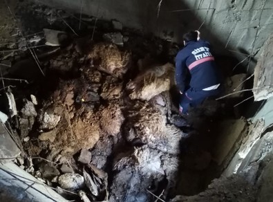Ahırındaki koyunlarına bakmaya giden çiftçinin gördüğü manzara ile dünyası başına yıkıldı - Resim : 1