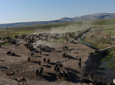 Bu görüntüler Türkiye'de çekildi. Onlar hayatlarına devam ederken, yaşam yolculukları hayranlık uyandıran görüntülere sahne oldu - Resim : 1