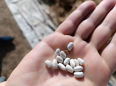 Türk sofralarının vazgeçilmezi... Traktörle ezilmeye başlandı. Yakında kilosu 50 TL'den sofralarda olacak - Resim : 1