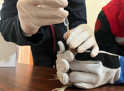 Erzurum'da vatandaşlar yaralı halde buldu. Tedavi edilmek üzere acilen yetkililere teslim edildi - Resim : 1