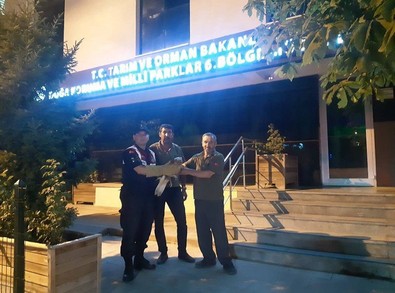 Burdur'da ormanın ortasında yaralı halde bulundu. Yabani hayvan, tedavi için ekiplere teslim edildi - Resim : 1