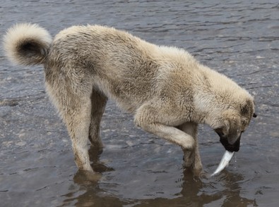 Köpeğin yaptığı hareket herkesi hıçkıra hıçkıra ağlattı - Resim : 2