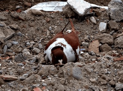 Her biri binlerce TL değerinde... Molozların arasında yem ararken görüldüler, vatandaş hemen fotoğrafını çekti - Resim : 1
