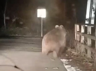 Türkiye'nin dört yanında baş belası olmaya devam ediyor. Bu defa Kütahya'da köy girişindeki köprüde görüldü. Vatandaşları endişe sardı - Resim : 1