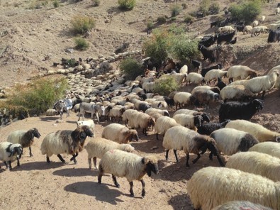 Havalar soğudu göçerler yaylalardan bir bir inmeye başladı, yayla sezonunun bitmesiyle sıcak illere göç akını başladı - Resim : 1